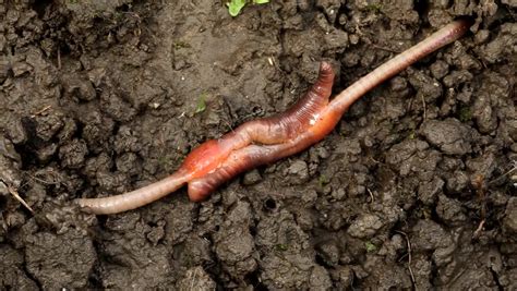 Earthworm Mating Reproduction Lumbricus Terrestris Hermaphrodite Stock Footage Video 100