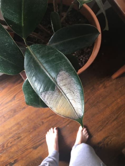 I own a rubber plant, and it is one of my favorite house plants. Rubber plant leaves turning brown