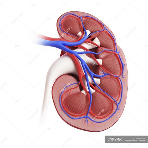 Illustration of cross section of kidney on white background. — art ...