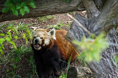Red Panda Nest Stock Photos Pictures And Royalty Free Images Istock