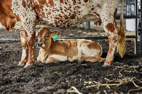 We did not find results for: Animals & Livestock