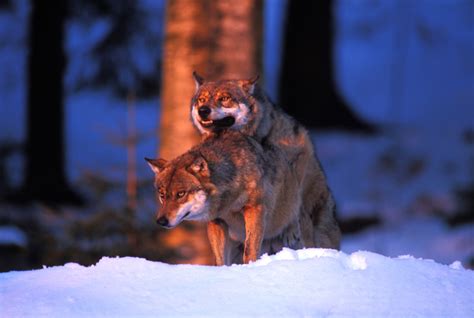 Wolves Mating By Marcobranchi On Deviantart
