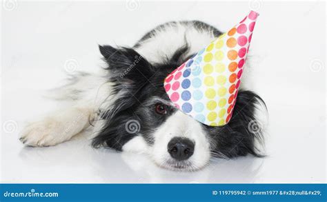 Cute Border Collie Lying Down Wearing A Polka Dot Hat Party Isolated On