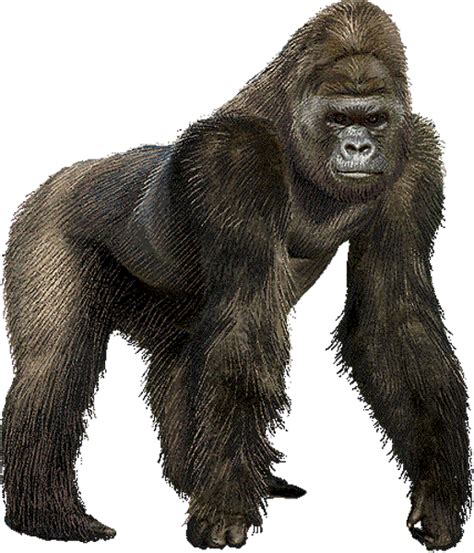 Gorilla Clipart Png Goril Png Clipart Image Of Ape 1106687 Vippng