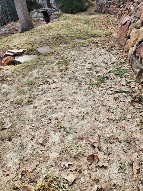 Prevent and treat snow mold without using chemicals