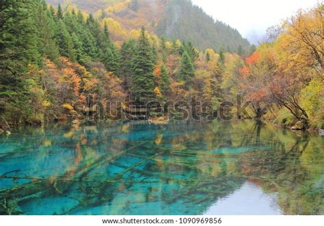 Five Flower Lake Jiuzhaigou National Parkfallen Stock Photo 1090969856