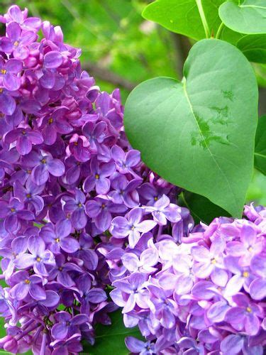 They're easy to grow, thrive. Lilacs with the heart-shaped leaves | Lilac, Purple ...