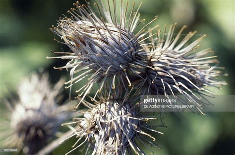 Greater Burdock Hooked Seeds Asteraceae News Photo Getty Images