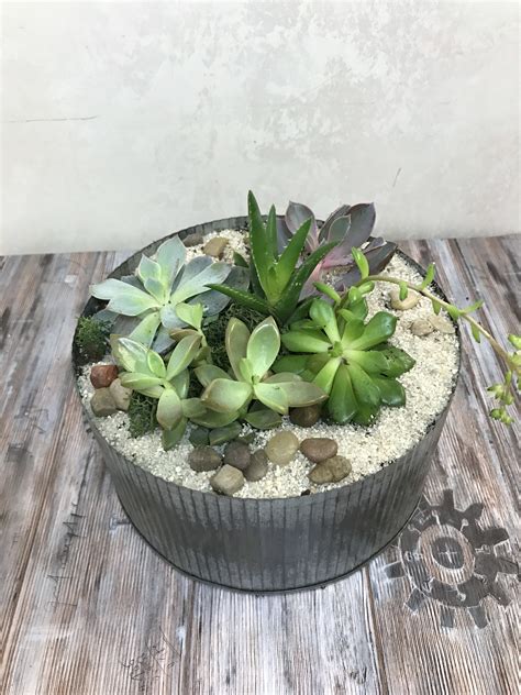 See more ideas about succulents in containers, succulents, planting succulents. Succulents pot arrangement by Snowdrop Flowers