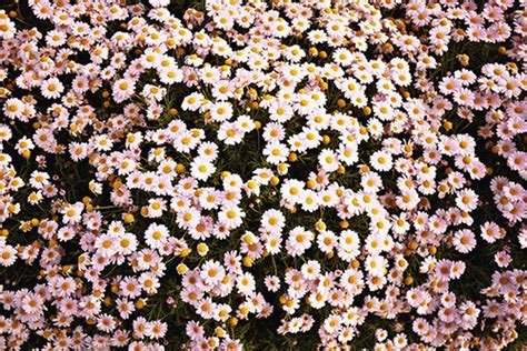 Tumblr Flowers Desktop Wallpapers - Top Free Tumblr Flowers Desktop
