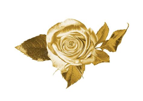 7333 Gold Rose Bouquet White Background Flowers Background Stock