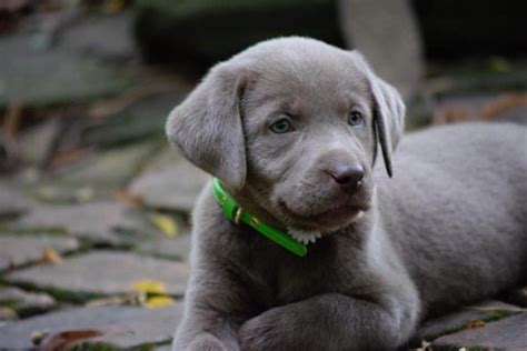 Why buy a puppy for sale if you can adopt and save a life? Silverwaterlabs Pricing We sell Silver Charcoal & Fox Red ...