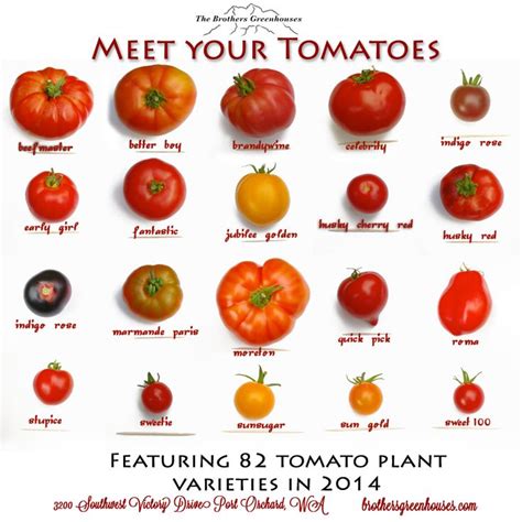 Tomato Varieties Fruit And Vegetable Storage Food Info Food Facts