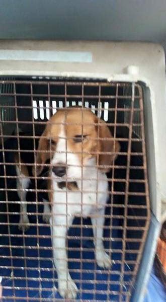 Bei uns bekommen käufer wie verkäufer umfassenden service aus. SOS für eine Beagle Hündin! :: kettenlos e.V. - Hilfe und ...