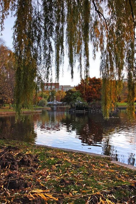 Stock Image Of Fall Foliage At Boston Public Garden Stock Photo Image