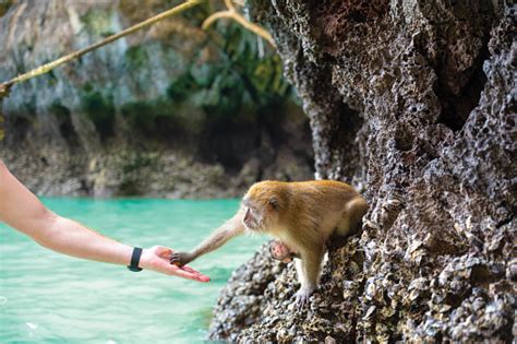 Tourists Feeding Monkeys And Its Baby At Monkey Beach Koh Phi Phi