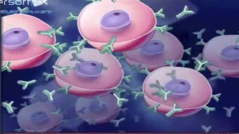 Células Plasmáticas Funcion Tipos Valores Y Caracteristicas