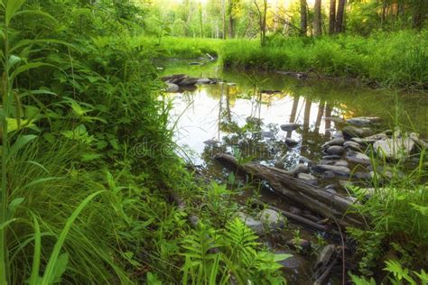 Swamp Deep In The Woods Stock Photo Image Of River Landscape 75555200