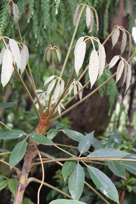Schefflera Delavayi Cistus Nursery