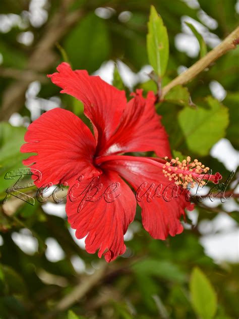 This means in the south east you will have your order in 1 to 3 business days, in the north east normally 3 to 4 days and in the west normally 4 to 5 days. Recipe world: Hibiscus Juice | Hibiscus Cool Drink ...