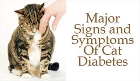 Are cataracts commonly observed in dogs or cats. Treatment for Feline Diabetes in Cats | Diet for Diabetes ...