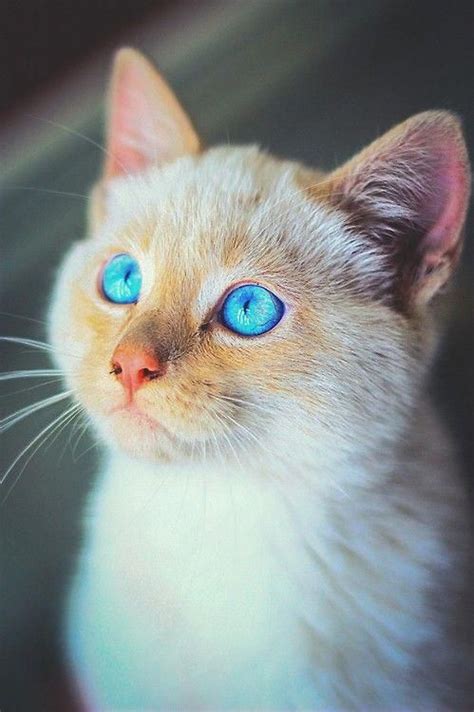 A Kitten With Such Beautiful Turquoise Eyes I Cant Stand It