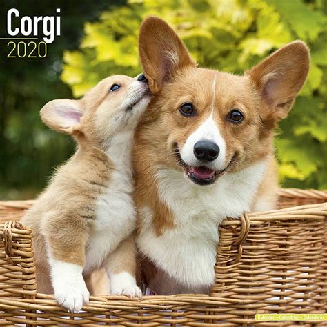 Corgi Puppy Calendar 2021 Calendar Sep 2021