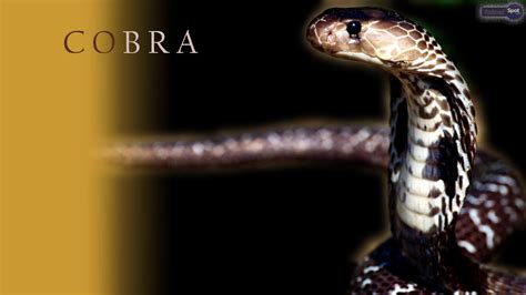 King Cobra Snake Wallpapers Hd Wallpaper Cave