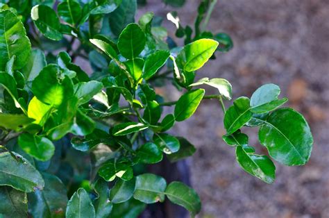 What we're into: Backyard Thai lime trees - LA Times
