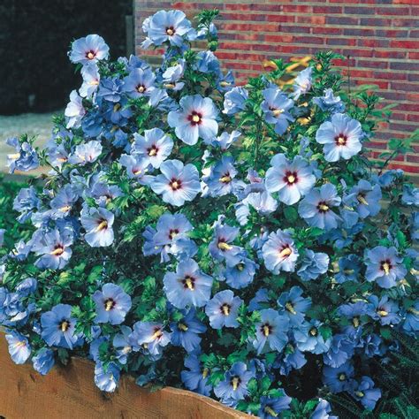 Spring Hill Nurseries Bluebird Rose Of Sharon Flowering Shrub In Bare Root Pack Of 1 In The