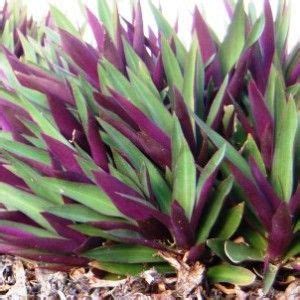 Tradescantia spathacea 'hawaiian dwarf' (syn. Tradescantia spathacea dwarf - buy rhoeo plants online ...