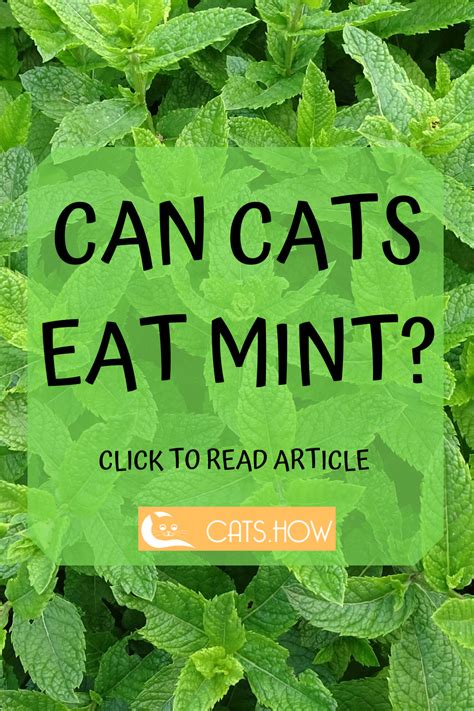 Unlike dogs, who can eat almost anything (and usually will), cats are carnivorous by nature with finicky digestive systems. ᐉ Can Cats Eat Mint # Cats How - All About Your Cat | Cat ...