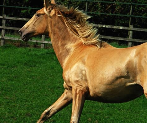 Golden Horse Horses Golden Horse Animals
