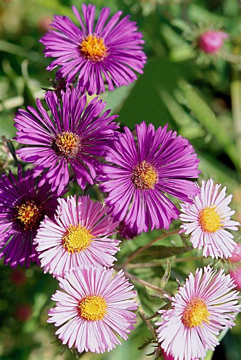 Cacti require a porous, sandy or pebbly potting soil that provides plenty of aeration and excellent drainage. 24 of the Best Perennials That Will Thrive in Clay Soil in ...