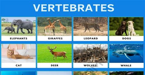 Vertebrates List Of Vertebrate Animals With Interesting Facts 7esl