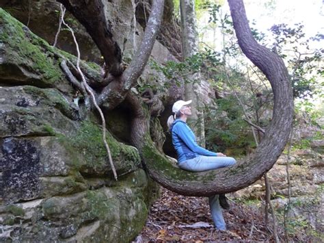 Maybe you would like to learn more about one of these? The Bankhead's Magical Canyons » Wild South