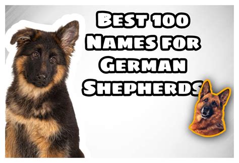Top 100 Unique Names For German Shepherd Male