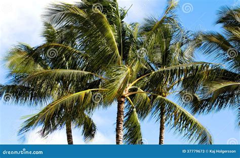 Windy Palm Trees Stock Image Image Of Tree Hawaii Beach 37779673
