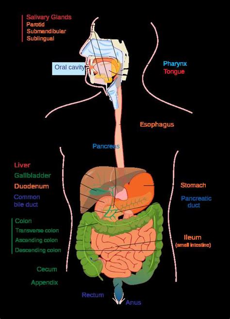 Human Body Worksheets Together With File Digestive System Diagram Editg