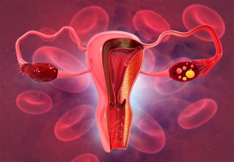 Structure And Function Of The Ovaries Facty Health