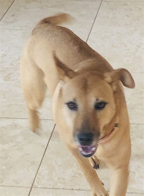 Dog for Adoption - TERRA, a Carolina Dog in Tucson Estates, AZ | Alpha Paw