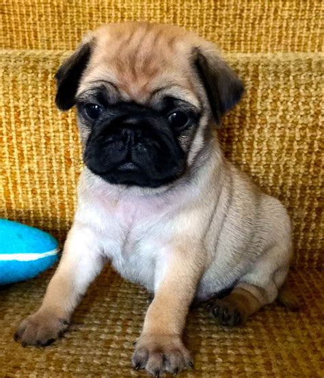 Apricot Pug Puppies Petsidi