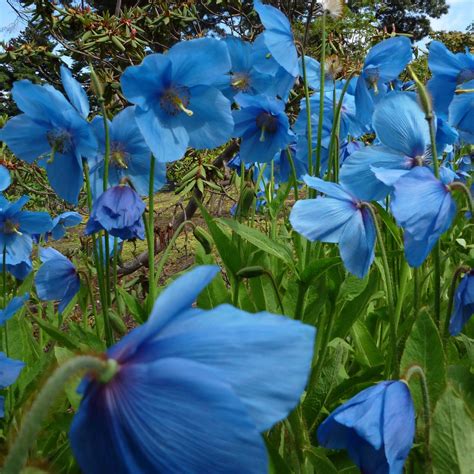 Pavot Bleu De Lhimalaya Meconopsis Betonicifolia Des Fleurs Bleu Azur
