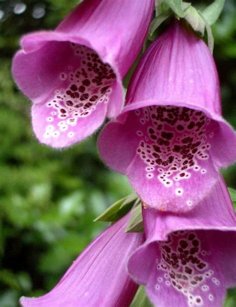 Apart from its size and offensive smell, this famous plant is unique in that it has no roots, stems, or leaves. 25 ภาพดอกไม้รูปทรงแปลกๆ ที่คุณอาจไม่เคยเห็นมาก่อนในชีวิต ...