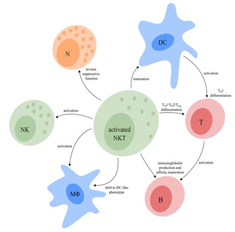 Frontiers The Role Of Natural Killer T Cells In Cancera Phenotypical