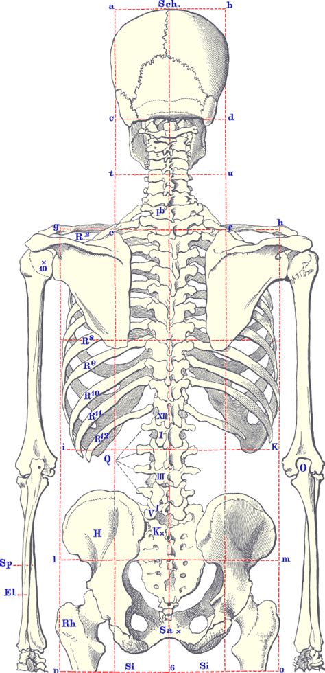 The human body consists of many muscles. human skeleton diagram unlabeled 580x1200 | 美術解剖学, 人物デッサン, スケッチ
