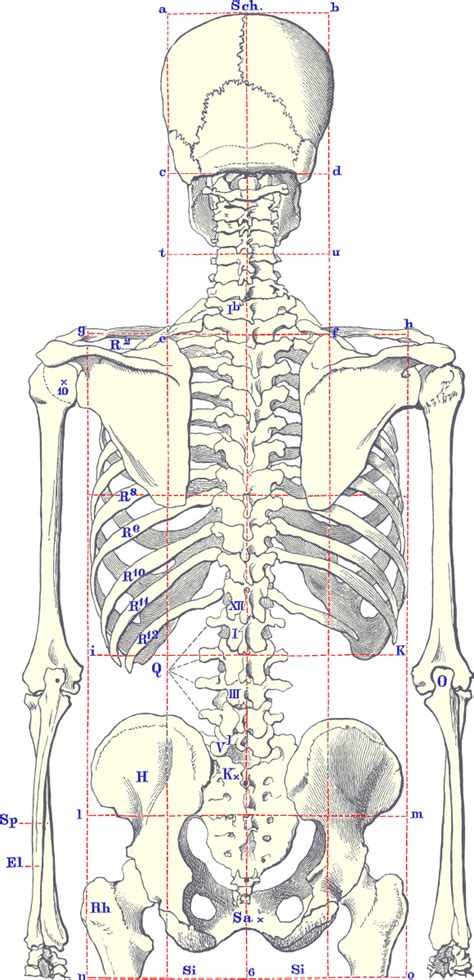 In blue, the eight carpal bones, in purple, the five metacarpal bones, and in pink, the 14 phalanges. Пин на доске Forensic Anthropology...One Day