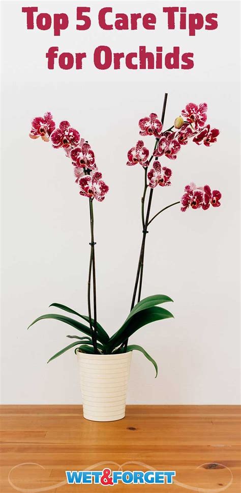 Pin On Orchids And Their Care