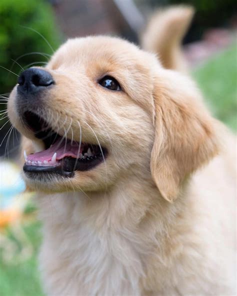 Golden Retriever Puppy Is Smiling Happily Do You Love Cute Dogs