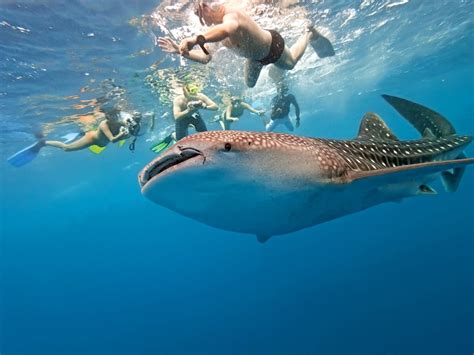 Swim With Whale Sharks In La Paz Mexico Wondrous Sand In My Suitcase